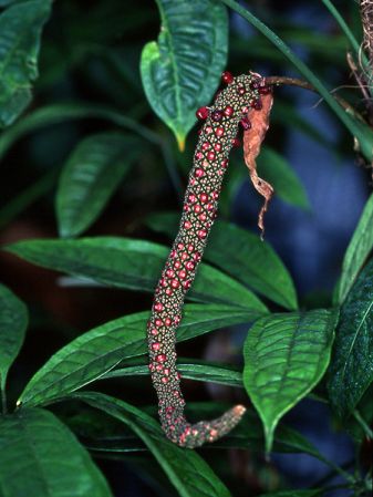 Pictured at the Jardin Botanique du Montet (Nancy, France) Image Copyright © 2003 by David Scherberich