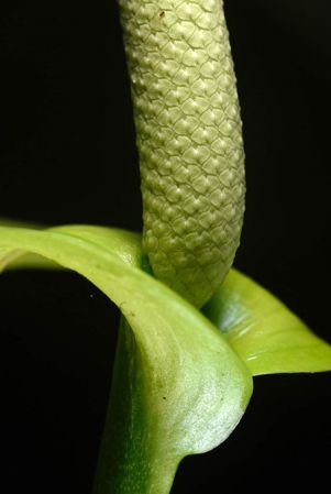 Pictured in Costa Rica Image Copyright © 2019 by Fred Muller