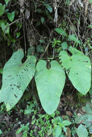 Pictured in Montezuma, Risaralda, Colombia Image Copyright © 2019 by Bruce Dunstan