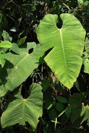 Croat 104013, pictured in Valle del Cauca, Colombia Image Copyright © 2013 by David Scherberich