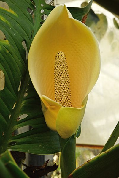 文件:Monsepipremnoides010366A 10.jpg
