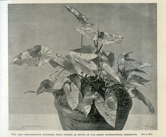 Original plate in Gardeners' Chronicle ser. 3, 43 (1908).