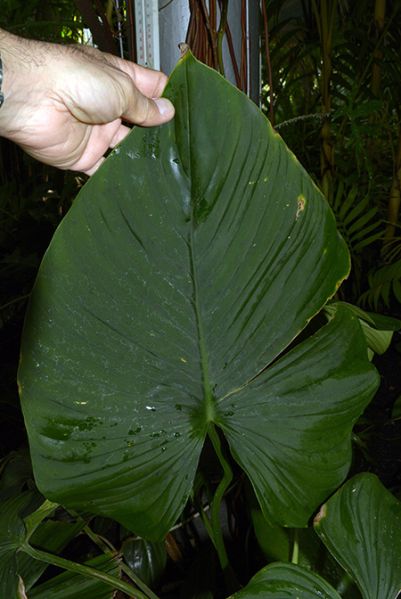 文件:Philowallisii19715301E 02.jpg