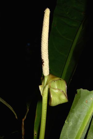 Pictured along Rio Anzu (Pastaza, Ecuador) Image Copyright © 2015 by David Scherberich