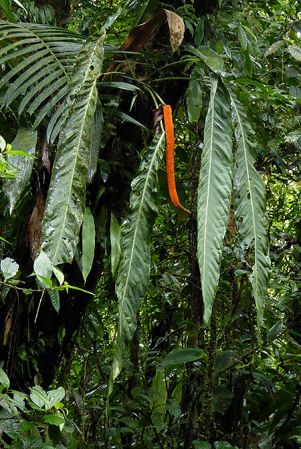 Pictured in Fortuna, Chiriqui (Panama) Image Copyright © 2016 by Bruce Dunstan