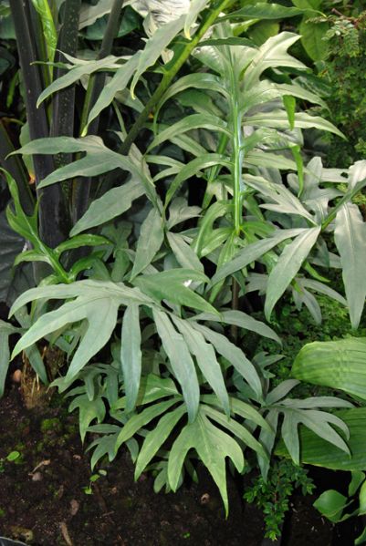 文件:Alocbrancifolia 02.jpg