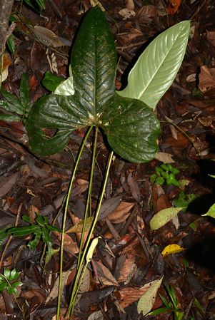 Croat 105551 pictured near Shell (Pastaza, Ecuador) Image Copyright © 2015 by David Scherberich