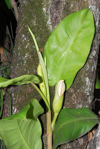 文件:Philocaliense 01.jpg