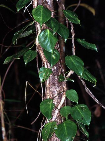 Pictured near Mana, French Guiana Image Copyright © 2006 by David Scherberich
