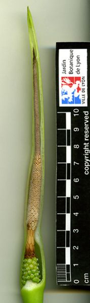 文件:Alocdanet 03.jpg