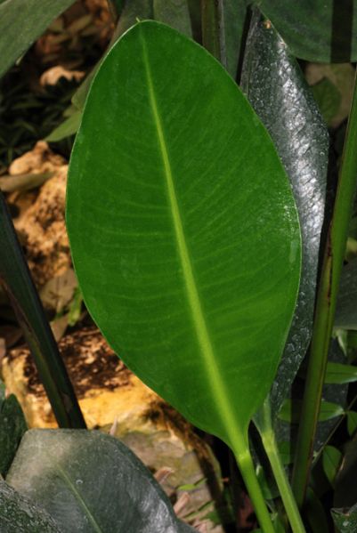 文件:Anthbinotii0 03.jpg