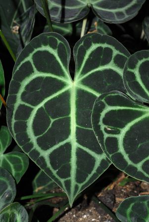 Pictured at the Jardin botanique de Montréal (Canada) Image Copyright © 2013 by David Scherberich