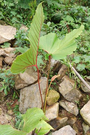 Croat 103841 pictured in Caquetá, Colombia Image Copyright © 2013 by David Scherberich
