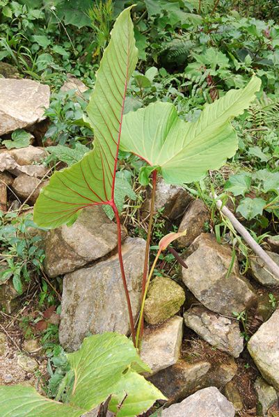 文件:AnthflorencienseCroat 06.jpg