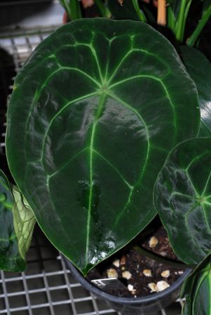 Pictured in Royal Botanic Gardens, Kew Image Copyright © 2012 by David Scherberich