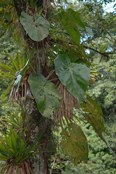 文件:Anthgrandifoliumgua 03.jpg