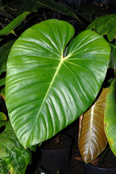 文件:Philodevansayeanum 01.jpg