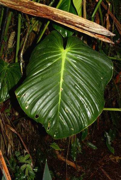 文件:PhilogribianumCroat 02.jpg